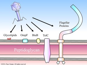 phage_illus